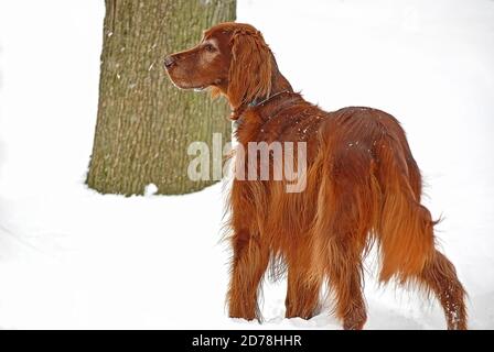 Irischer Setter im Schnee durch großen Baumstamm Stockfoto