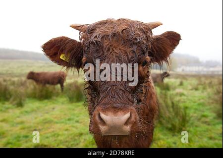 Loch Achray, Loch Lomond and Trossachs National Park, Schottland, Großbritannien. Oktober 2020. Im Bild: Ein nassgetränktes Hochland-Kuhkalb mit seinen neu wachsenden Hörnern steht im strömenden Regen in einem schlammigen und grünen Grasfeld. Quelle: Colin Fisher/Alamy Live News Stockfoto