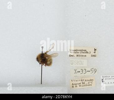 Nunivak Island, Bethel, Alaska, United States, Bombus (Alpinobombus) polaris Curtis, 1835, Animalia, Arthropoda, Insecta, Hymenoptera, Apidae, Apinae Stockfoto