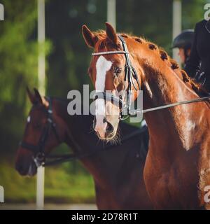 Porträt eines Sauerampfes mit einem Reiter im Sattel, der an Reitwettbewerben teilnimmt und vor dem Hintergrund eines Rivalen Pferd g Stockfoto