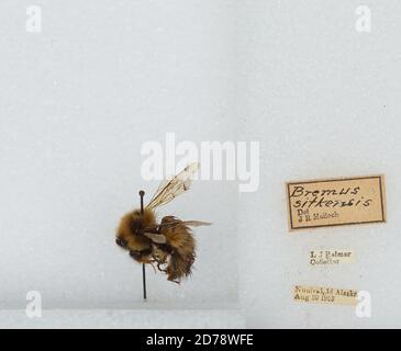 Nunivak Island, Bethel, Alaska, United States, Bombus (Pyrobombus) sitkensis Nylander, Animalia, Arthropoda, Insecta, Hymenoptera, Apidae, Apinae Stockfoto