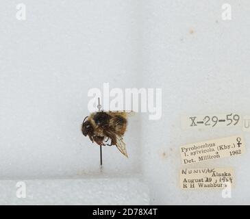 Nunivak Island, Bethel, Alaska, United States, Bombus (Pyrobombus) sylvicola Kirby, Animalia, Arthropoda, Insecta, Hymenoptera, Apidae, Apinae Stockfoto