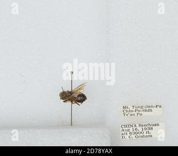 Mt. Tung-Deh-Fu Chin-Po-Shih TS'AO Po, Sichuan, China, Bombus sp., Animalia, Arthropoda, Insecta, Hymenoptera, Apidae, Apinae Stockfoto