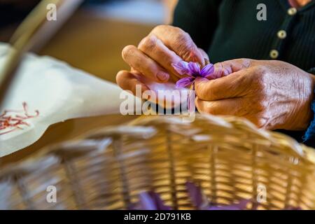 Safranernte und Verarbeitung in Mund, Naters, Schweiz Stockfoto