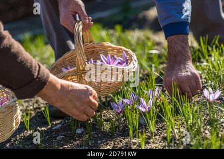 Safranernte und Verarbeitung in Mund, Naters, Schweiz Stockfoto