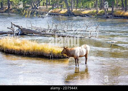 Bull Elk in Madison River Stockfoto