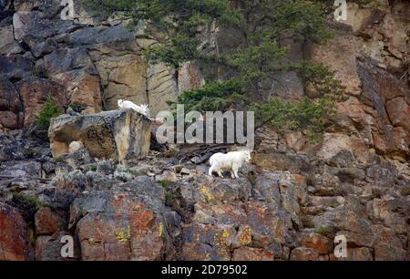 Drei Bergziegen Stockfoto