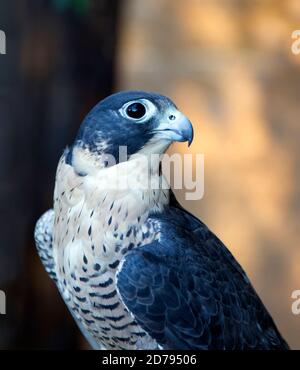 Peregrine Falcon Stockfoto