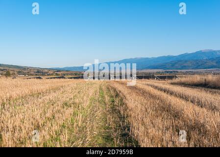 Person Ansicht gelbe landwirtschaftliche Felder Ernte neben Solarpanel Station malerische Landschaft ländlichen Raum bulgarien Berge Tech Garben Bails Von Stockfoto