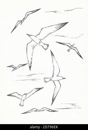 Schwarz-weiße Möwen am Himmel, handgezeichnete Tusche Skizze Illustration. Stockfoto