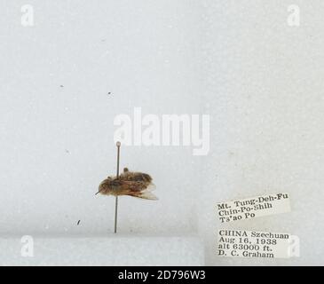 Mt. Tung-Deh-Fu Chin-Po-Shih TS'AO Po, Sichuan, China, Bombus sp., Animalia, Arthropoda, Insecta, Hymenoptera, Apidae, Apinae Stockfoto