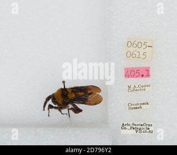 Patagonia, Santa Cruz, Arizona, USA, Bombus sp., Animalia, Arthropoda, Insecta, Hymenoptera, Apidae, Apinae Stockfoto