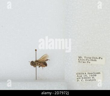 Mt. Tung-Deh-Fu Chin-Po-Shih TS'AO Po, Sichuan, China, Bombus sp., Animalia, Arthropoda, Insecta, Hymenoptera, Apidae, Apinae Stockfoto