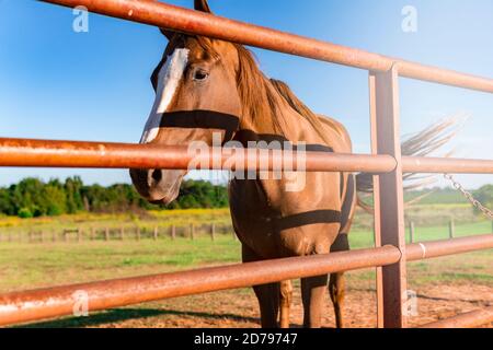 Hohes Starkes Pferd, Das In Der Nähe Des Zauns Steht Stockfoto