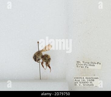 Mt. Tung-Deh-Fu Chin-Po-Shih TS'AO Po, Sichuan, China, Bombus sp., Animalia, Arthropoda, Insecta, Hymenoptera, Apidae, Apinae Stockfoto