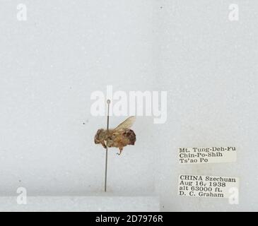 Mt. Tung-Deh-Fu, Chin-Po-Shih, TS'AO Po, Sichuan, China, Bombus sp., Animalia, Arthropoda, Insecta, Hymenoptera, Apidae, Apinae Stockfoto