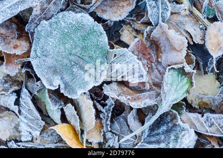 Mosaik von gefallenen Blättern, die auf dem Boden liegen und bedeckt sind Mit Frost Stockfoto