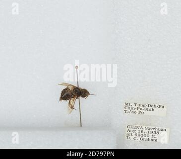 Mt. Tung-Deh-Fu Chin-Po-Shih TS'AO Po, Sichuan, China, Bombus sp., Animalia, Arthropoda, Insecta, Hymenoptera, Apidae, Apinae Stockfoto