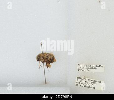 Mt. Tung-Deh-Fu Chin-Po-Shih TS'AO Po, Sichuan, China, Bombus sp., Animalia, Arthropoda, Insecta, Hymenoptera, Apidae, Apinae Stockfoto