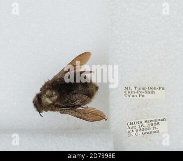 Mt. Tung-Deh-Fu Chin-Po-Shih TS'AO Po, Sichuan, China, Bombus sp., Animalia, Arthropoda, Insecta, Hymenoptera, Apidae, Apinae Stockfoto