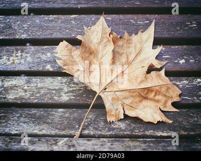 Gefallenes Blatt auf der Bank. Getrocknetes Blatt. Stockfoto