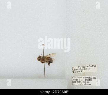 Mt. Tung-Deh-Fu Chin-Po-Shih TS'AO Po, Sichuan, China, Bombus sp., Animalia, Arthropoda, Insecta, Hymenoptera, Apidae, Apinae Stockfoto