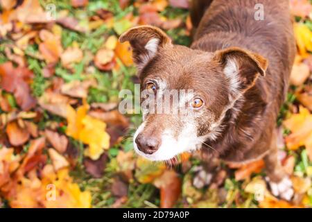 Ein Mischlingshund auf Wiese mit herbstgelben Blättern hinein Herbstpark aus nächster Nähe Stockfoto