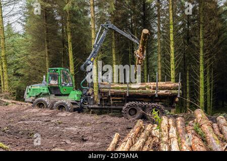 Holzfällerei im Fichtenwald in den Galtee Bergen, County Limerick, Irland Stockfoto