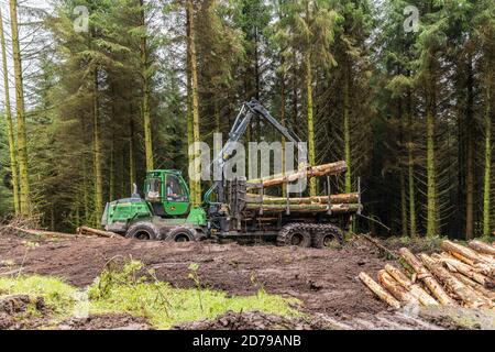 Holzfällerei im Fichtenwald in den Galtee Bergen, County Limerick, Irland Stockfoto