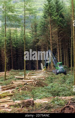 Holzfällerei im Fichtenwald in den Galtee Bergen, County Limerick, Irland Stockfoto