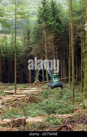 Holzfällerei im Fichtenwald in den Galtee Bergen, County Limerick, Irland Stockfoto