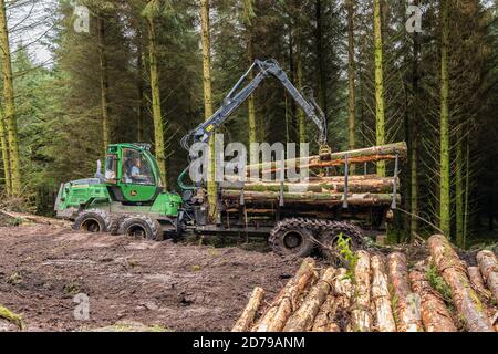 Holzfällerei im Fichtenwald in den Galtee Bergen, County Limerick, Irland Stockfoto