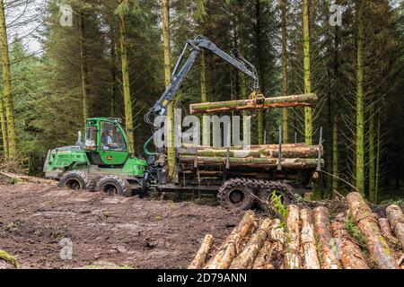 Holzfällerei im Fichtenwald in den Galtee Bergen, County Limerick, Irland Stockfoto