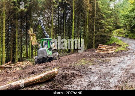 Holzfällerei im Fichtenwald in den Galtee Bergen, County Limerick, Irland Stockfoto