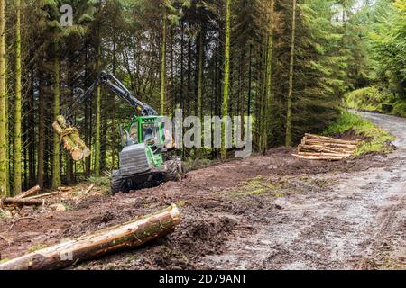 Holzfällerei im Fichtenwald in den Galtee Bergen, County Limerick, Irland Stockfoto