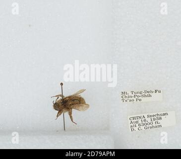 Mt. Tung-Deh-Fu Chin-Po-Shih TS'AO Po, Sichuan, China, Bombus sp., Animalia, Arthropoda, Insecta, Hymenoptera, Apidae, Apinae Stockfoto