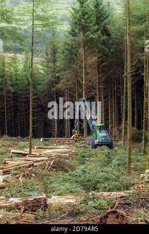 Holzfällerei im Fichtenwald in den Galtee Bergen, County Limerick, Irland Stockfoto