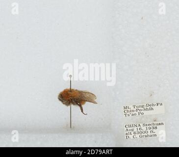 Mt. Tung-Deh-Fu Chin-Po-Shih TS'AO Po, Sichuan, China, Bombus sp., Animalia, Arthropoda, Insecta, Hymenoptera, Apidae, Apinae Stockfoto