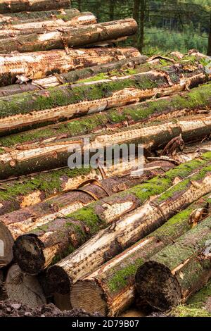 Holzfällerei im Fichtenwald in den Galtee Bergen, County Limerick, Irland Stockfoto