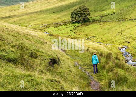 Wandern auf einem Pfad durch einen Bach in den Galtee Bergen, County Limerick, Irland Stockfoto