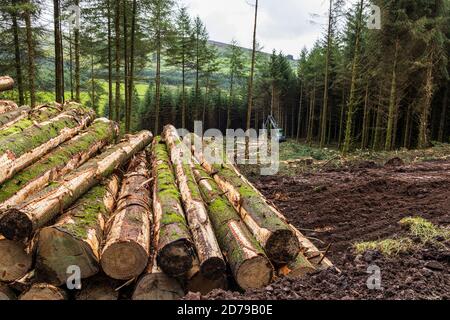 Holzfällerei im Fichtenwald in den Galtee Bergen, County Limerick, Irland Stockfoto