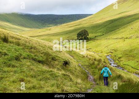 Wandern auf einem Pfad durch einen Bach in den Galtee Bergen, County Limerick, Irland Stockfoto