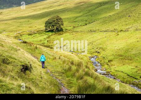 Wandern auf einem Pfad durch einen Bach in den Galtee Bergen, County Limerick, Irland Stockfoto