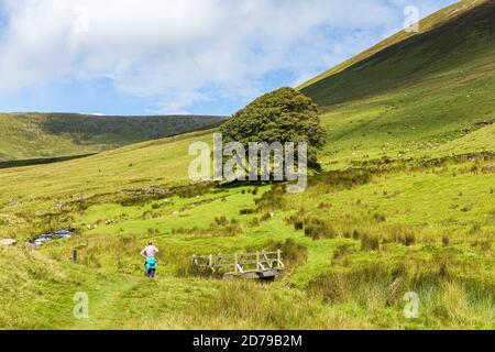 Wandern auf einem Pfad durch einen Bach in den Galtee Bergen, County Limerick, Irland Stockfoto