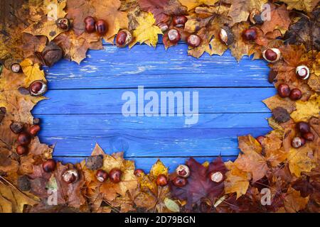 Im Alter von blauen Brettern in einem Frame für trockene, braune Kastanien Blätter und reife Kastanien oder Aesculus hippocastanum Früchte. Stockfoto