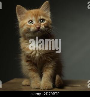 Ein kleines rotes Kätzchen sitzt auf einem dunklen Hintergrund und Schaut weg Stockfoto