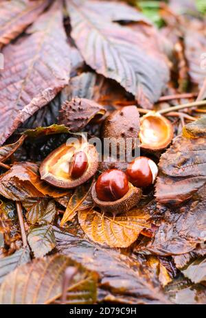 Pferd - Kastanien oder Aesculus hippocastanum auf nassen braune Blätter im Herbst Park. Stockfoto