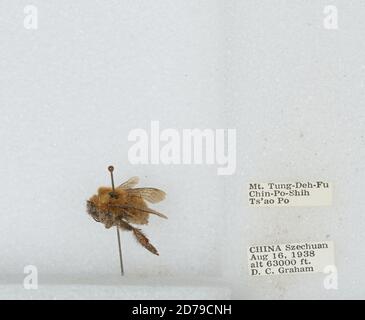Mt. Tung-Deh-Fu Chin-Po-Shih TS'AO Po, Sichuan, China, Bombus sp., Animalia, Arthropoda, Insecta, Hymenoptera, Apidae, Apinae Stockfoto