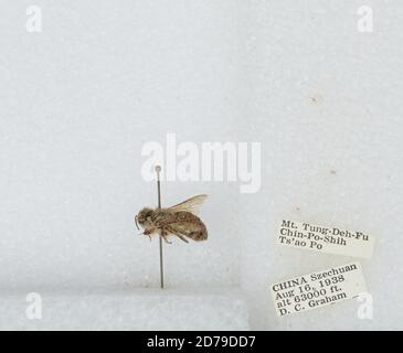 Mt. Tung-Deh-Fu Chin-Po-Shih TS'AO Po, Sichuan, China, Bombus sp., Animalia, Arthropoda, Insecta, Hymenoptera, Apidae, Apinae Stockfoto