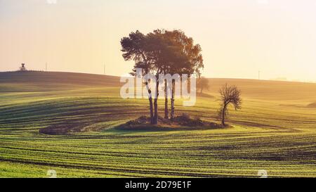 Ländliche Landschaft mit Bäumen in der Mitte eines Feldes bei buntem Sonnenaufgang. Stockfoto